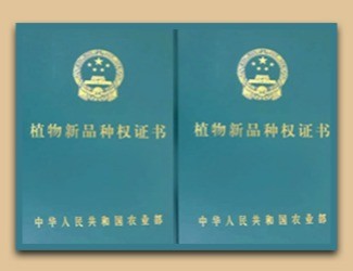 國家給三七頒發(fā)了這個證書，歷史首次！