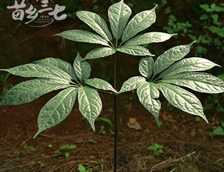 三七與土三七的區(qū)別，土三七含有毒性