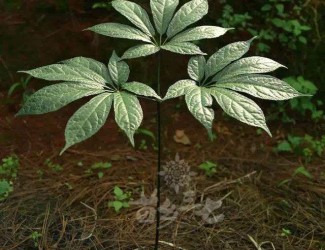 人有九種性格，三七粉有寒熱之分嗎？